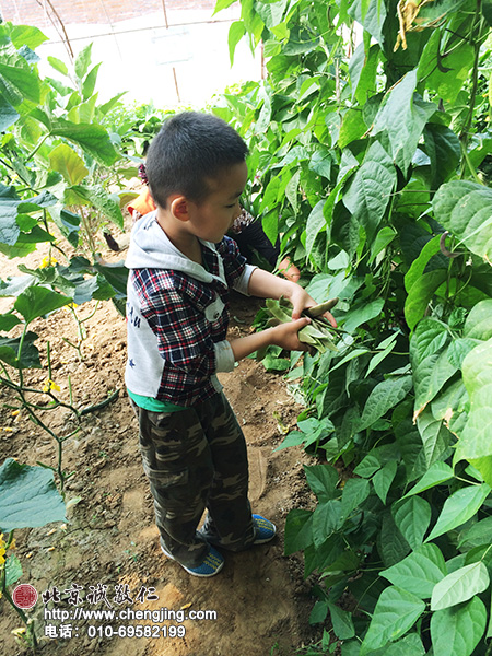 優優在幫忙家里摘豆角