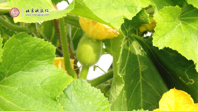 開花結(jié)果的大冬瓜