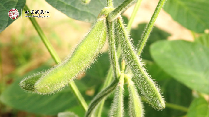 

開始結(jié)果的毛豆