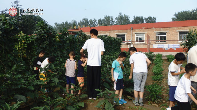 
孩子們在田埂上認(rèn)識農(nóng)作物
