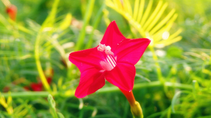 燦爛的笑容，綻放在夏日晴朗的天空；