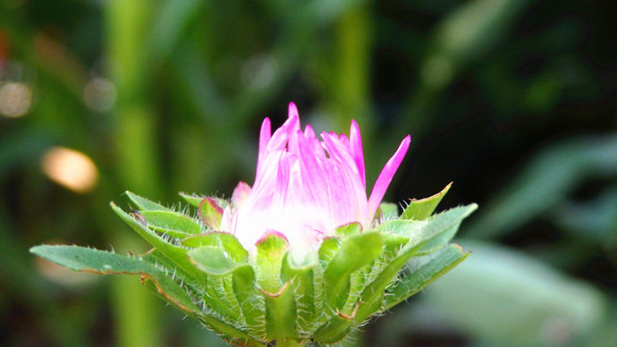 夏日涼風(fēng)輕輕襲來，心中盛開最美的花朵。
每一天的成長進(jìn)步，豈是獨(dú)自的啟航；
驀然回首，那指引我前進(jìn)的力量，是父母老師永不疲倦的笑容。
生命在這歡樂幸福的土壤中滋養(yǎng)；
那昂然靈動的作品，更是點(diǎn)亮心燭的歡樂之作。
歡迎您，一起走進(jìn)我們快樂的心靈天堂……