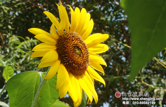 北京誠敬仁2014年暑期德藝書法篆刻培訓班