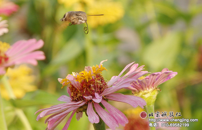 北京誠敬仁2014年暑期德藝書法篆刻培訓班