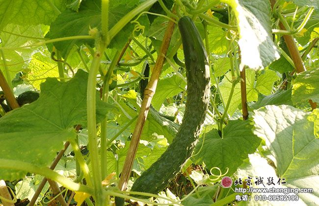 夏季是小院豐收的季節，
小院的有機蔬菜豐富著學員的餐盤
誼。