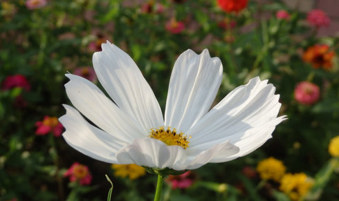 北京誠敬仁2014年暑期德藝書法篆刻培訓班