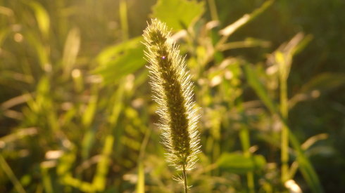 
小學員晨練太極拳

