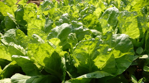 
小院菜園里的有機蔬菜，為學員帶來健康飲食。