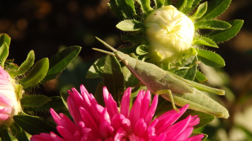 北京誠敬仁2014年暑期德藝書法篆刻培訓班