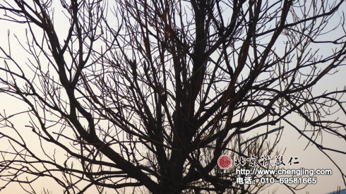 北京誠敬仁2015年寒假德藝書法班集錦（四）