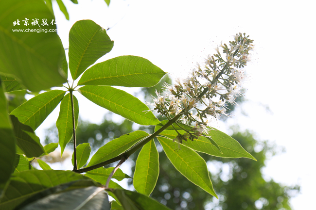 房山石經探訪游學