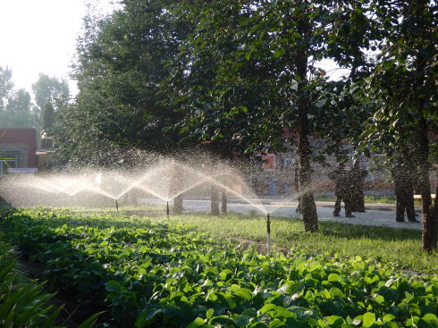北京誠敬仁通州小院夏日即景
