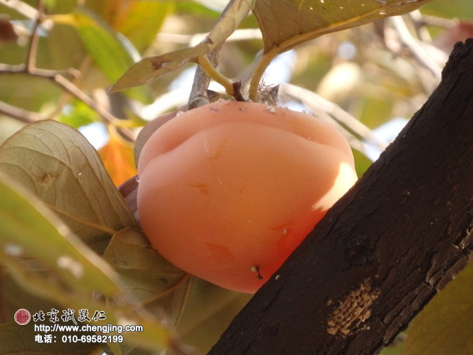 沉甸甸的果實依偎在枝椏間，
明媚的陽光灑落在這生命美好的時刻。