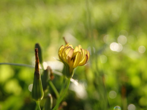 北京誠敬仁通州小院夏日即景
