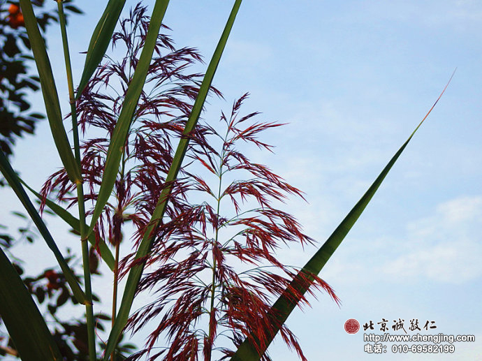 秋天抖落艷陽后的熾烈，化為一支清風中紅色的帆；
滿載著生命的恩典與智慧的堆疊，
在云高天遠間高懸時光沉甸甸的思念。