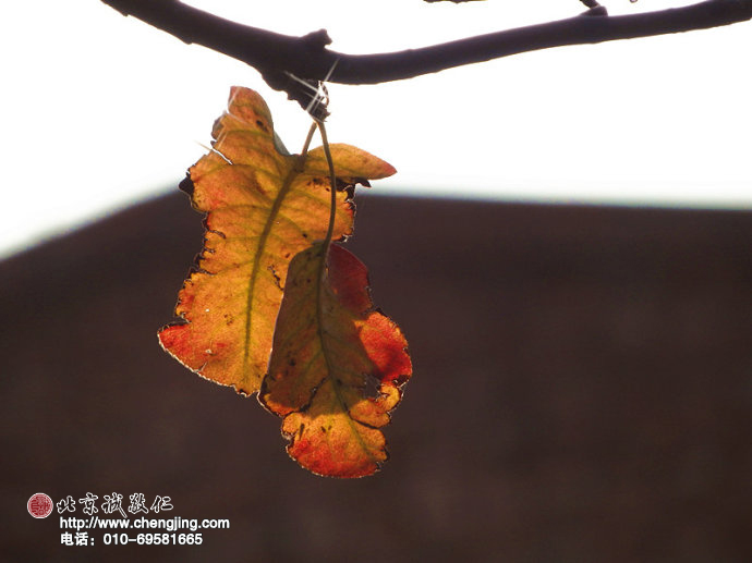 深秋的梨樹已尋不到果實的豐美；