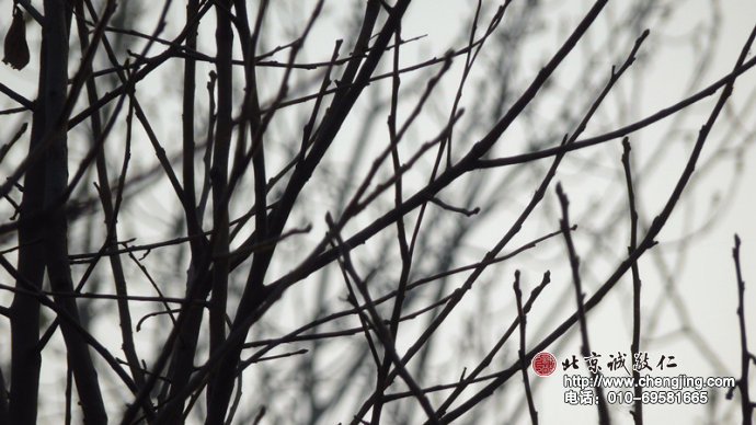 枝杈間流淌靜謐的沉思，風雨處是抹不去的歲月痕跡。