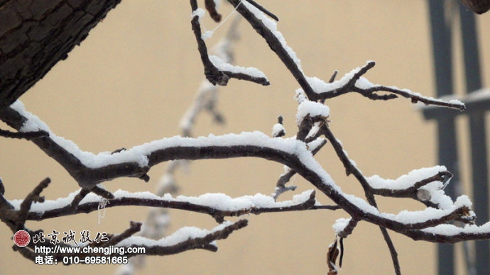 也許，冬日的雪花是春天捎來的訊息；