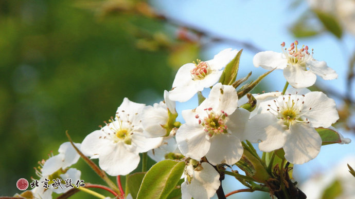 生命的光輝在冉冉升起的陽光中煥發出勃勃生機。