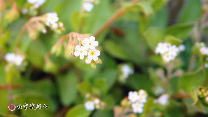 生命的光輝在冉冉升起的陽光中煥發出勃勃生機。