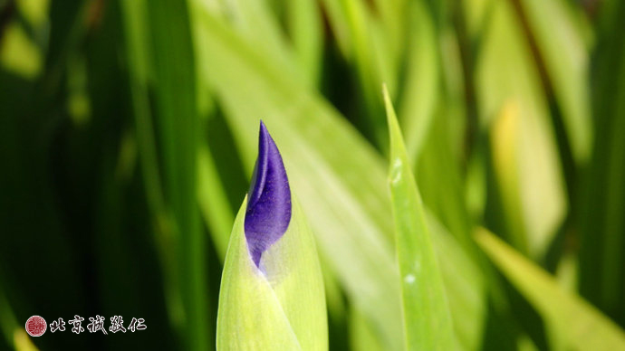 生命的光輝在冉冉升起的陽光中煥發出勃勃生機。