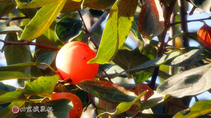 秋天綻放出嬰兒般燦然的笑臉；