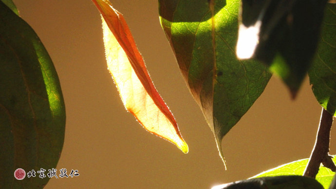 秋天是一雙天使的翅膀，雖然經歷風雨寒霜，
