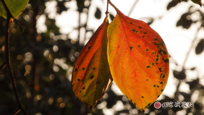  
秋天是一本總也翻不厭的線裝書；
雖然斑駁凝重，卻充滿智慧光芒。