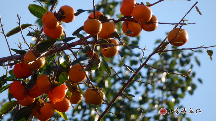 秋天沉甸甸的掛滿枝頭豐收的喜悅；
感恩大地滋養(yǎng)萬物，感恩陽光給予力量。