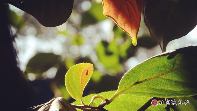 
秋天是一張老唱片，循著記憶的年輪，
留下生命經典的旋律。